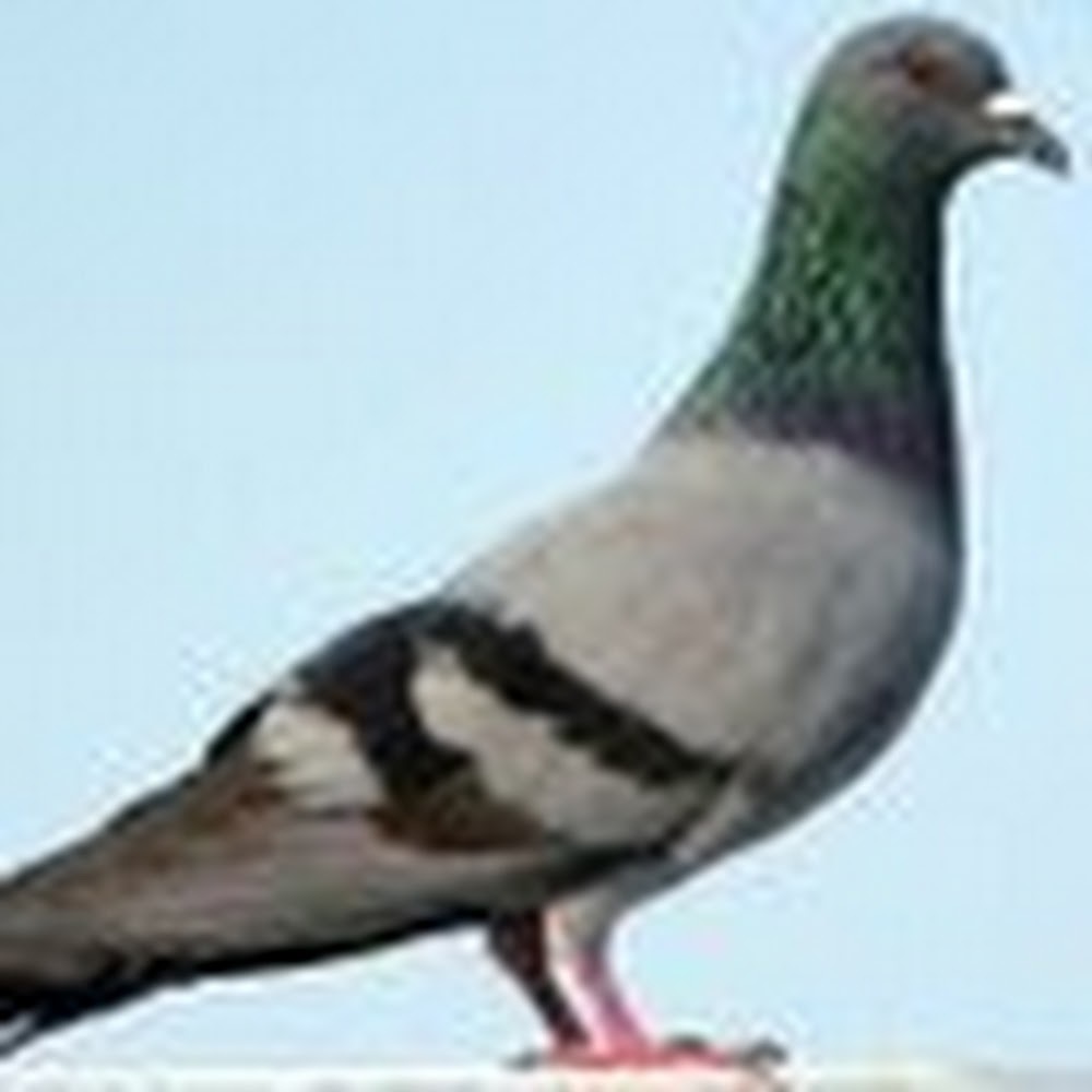 Meet your Posher, Johnson